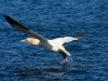 Gannet