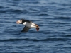 Puffin