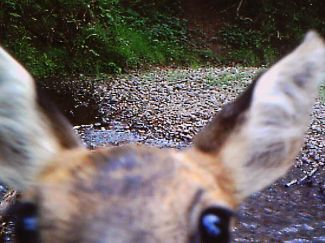 Tom Bean's photo Deer - Mill of Nethermill - Self-catering Vacation Rental Holiday - near Pennan, Aberdeenshire, Scotland
