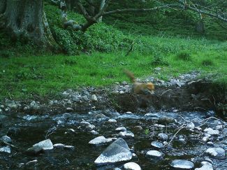 Tom Bean's photo Jumping Fox- Mill of Nethermill - Self-catering Vacation Rental Holiday - near Pennan, Aberdeenshire, Scotland